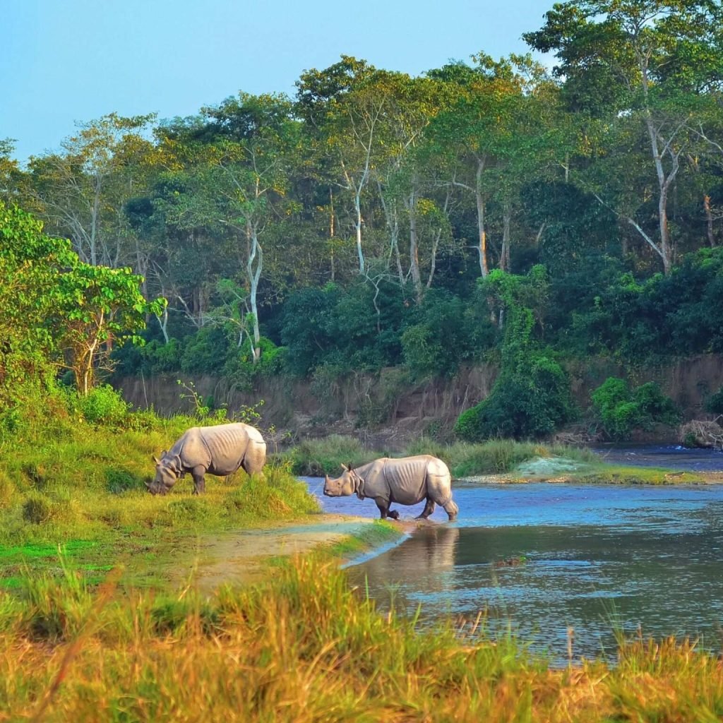 Top 10 Hotels in Chitwan for a Memorable Stay